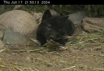 Nyssa Chewing as a Pup