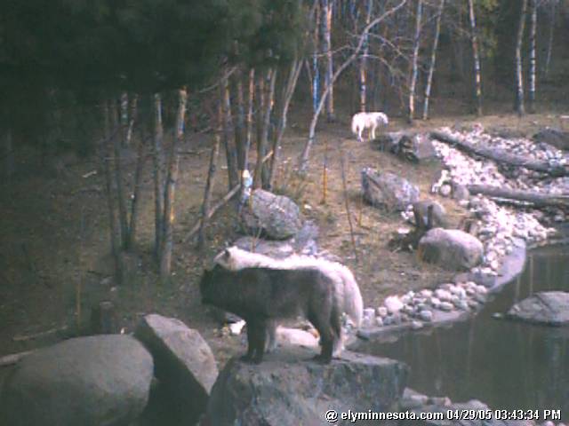 Nyssa Sharing the Observation Rock at IWC April 29/05