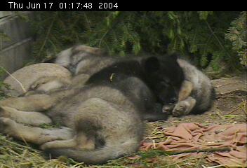 Nyssa Sleeping with her siblings as a young pup